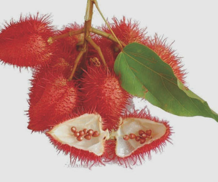 Annatto Colour