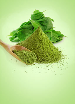 Spinach Powder