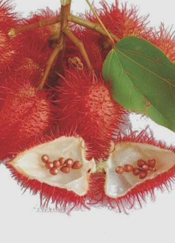 Annatto Colour